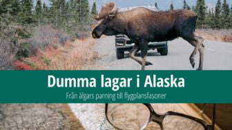 Dumma lagar i Alaska: Från älgars parning till flygplansfasoner